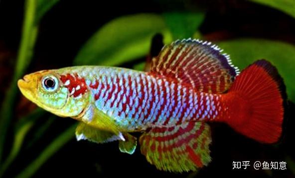 那些已经属于另一个品种了,其中漂亮宝贝,七彩珍珠鳉,会比较