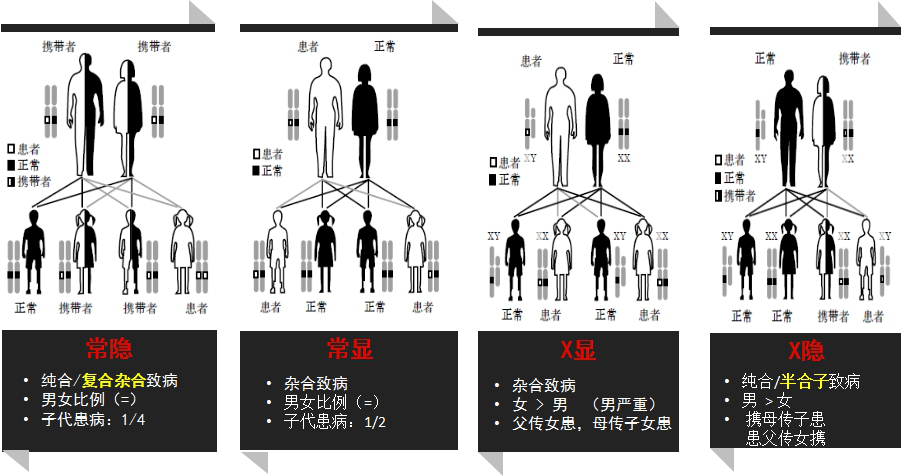 秃顶基因的遗传图解图片