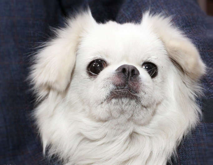 大东门的狮子狗