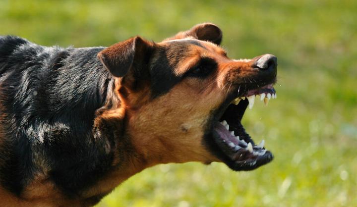 如何防止狗狗咬人