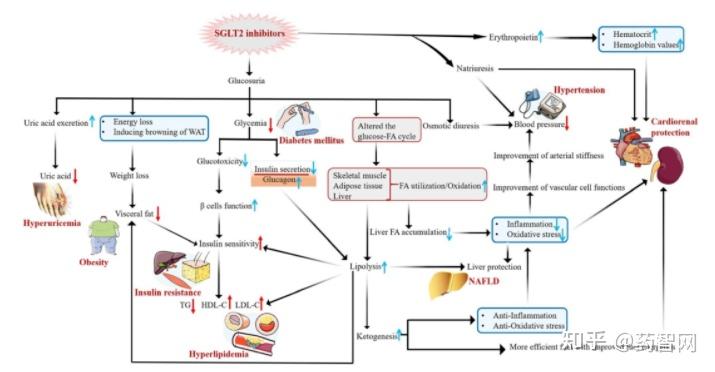明星降糖药——SGLT2抑制剂知多少 - 知乎