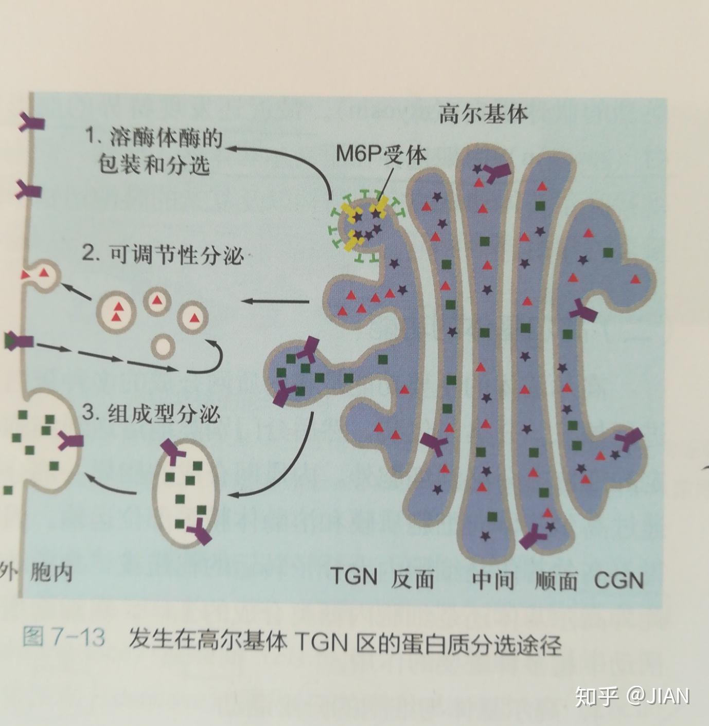 高尔基体和内质网到底对蛋白质做了些什么? - 知乎