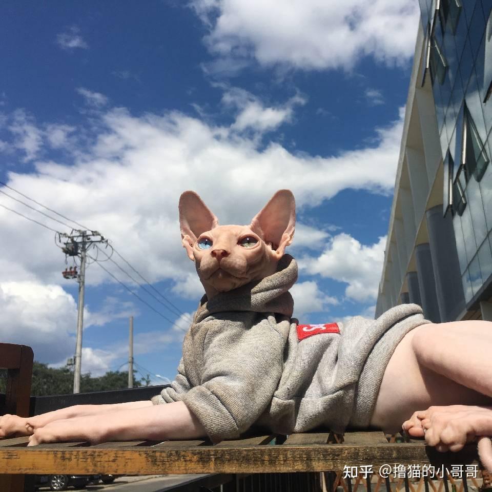 冬天需要给无毛猫买衣服吗