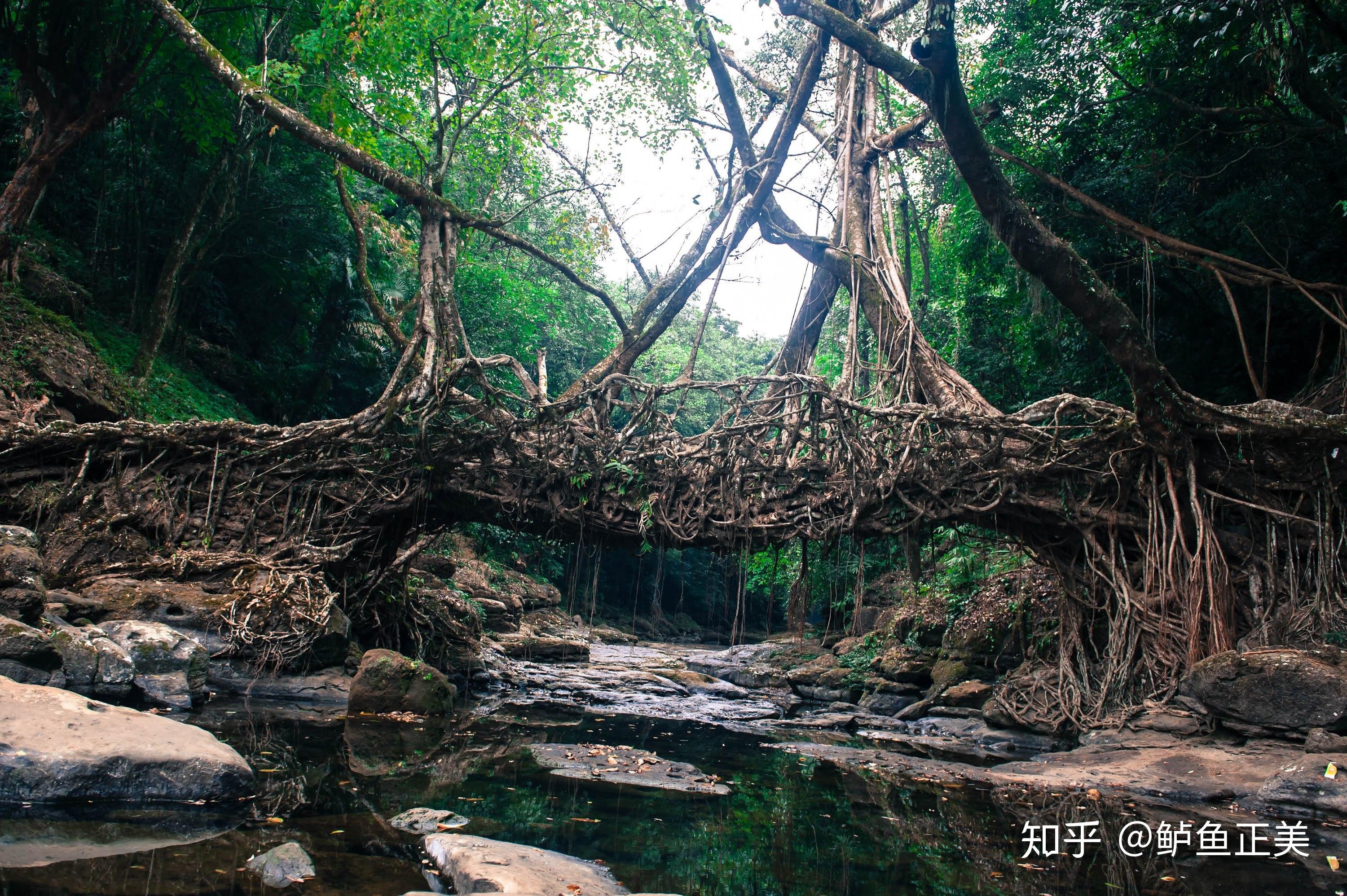 印度人用树根造桥，不但数百年不倒，还越来越坚固 - 知乎