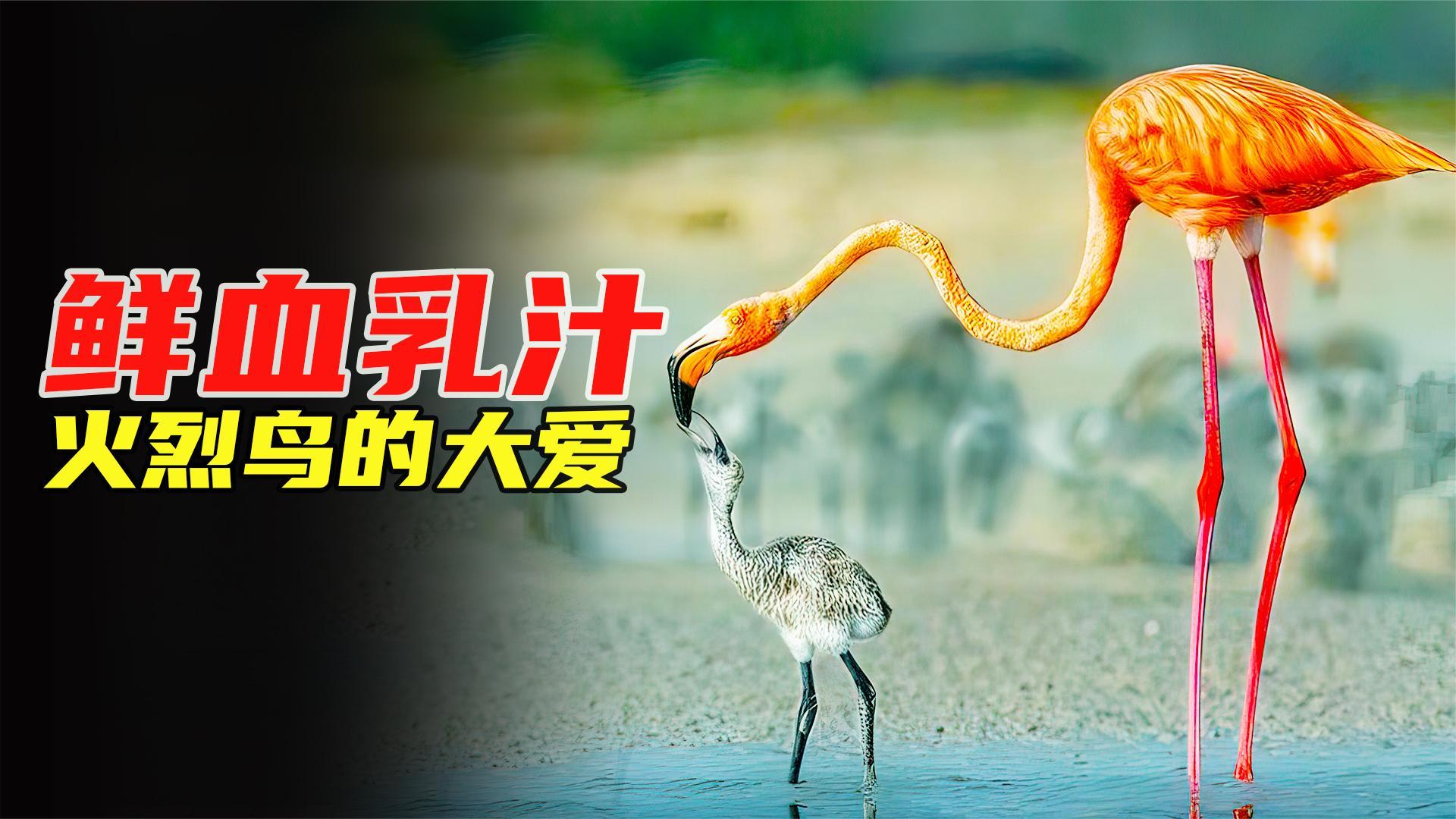 火烈鸟是用血哺乳孩子吗? - 知乎