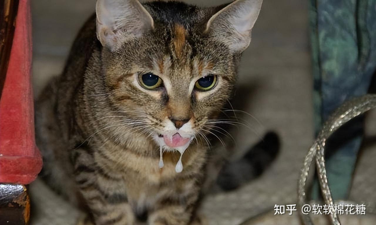 宠物快递被“投毒”？猫咪中毒临床症状别忽视，如何急救？ - 知乎