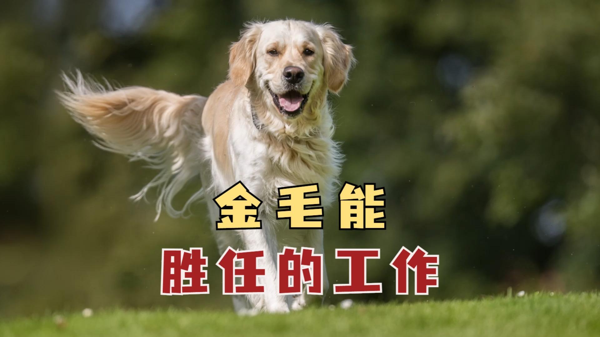 这个金毛值多少钱