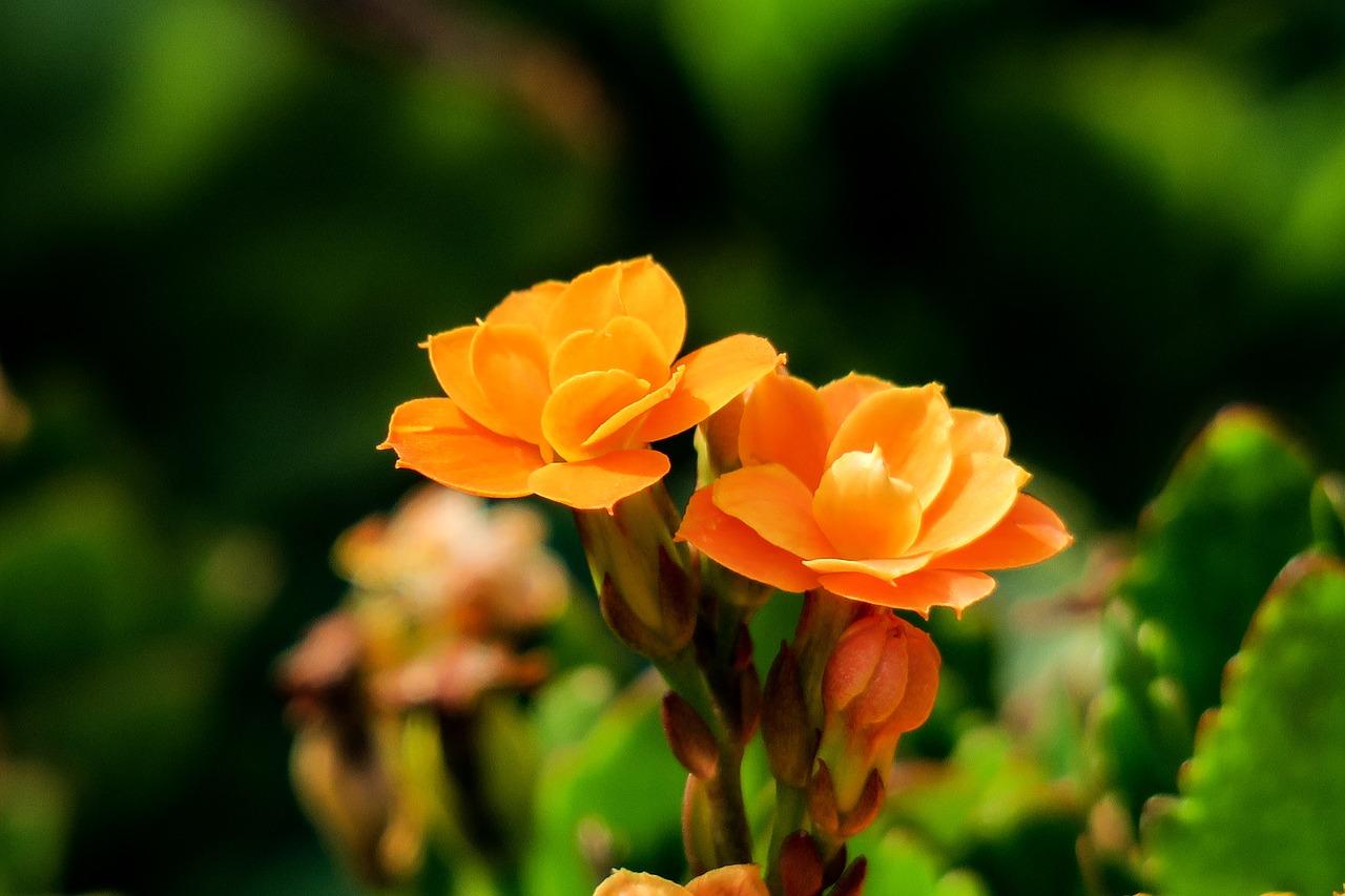 3. 施肥补充营养