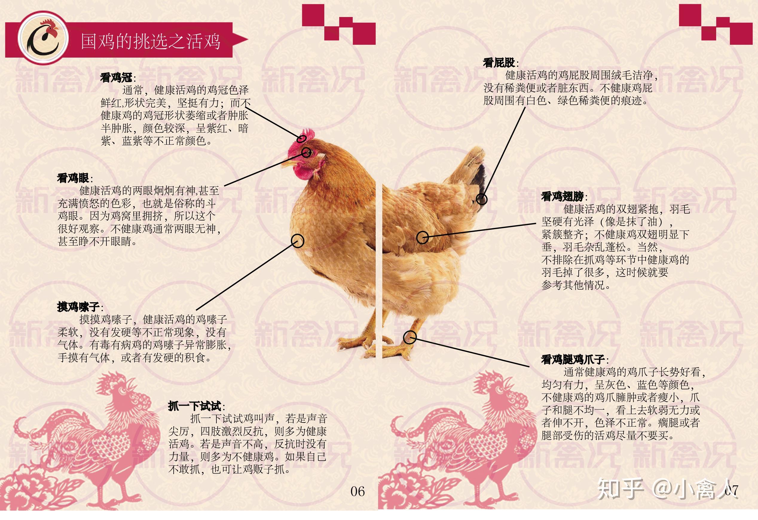 蛋鸡的品种介绍及图解图片