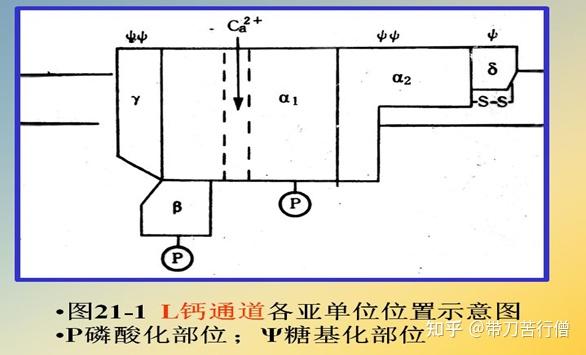 离子通道——钙离子通道 - 知乎