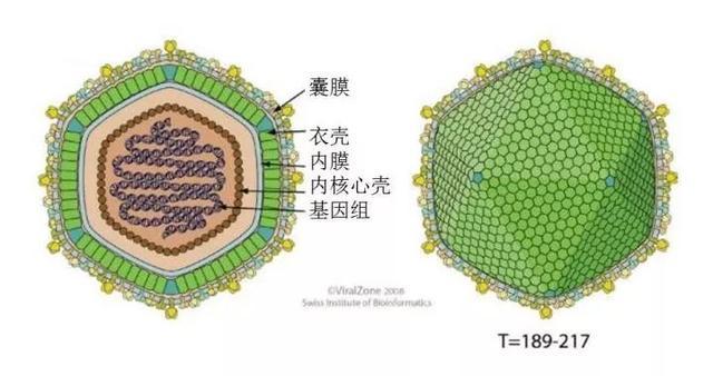 中国科学家成功解析「非洲猪瘟病毒颗粒精细三维结构」,将带来哪些