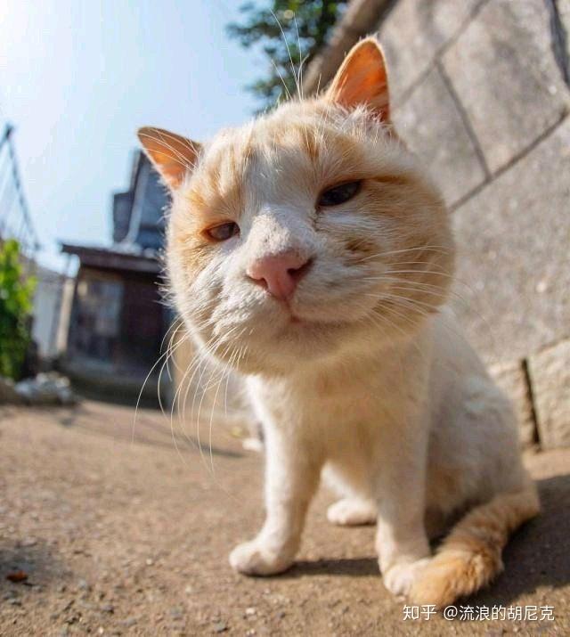 热情的流浪猫