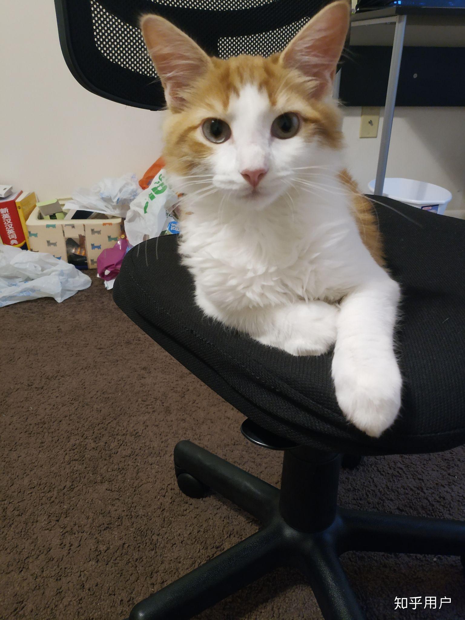 养六个月以下的小奶猫是怎样的体验?