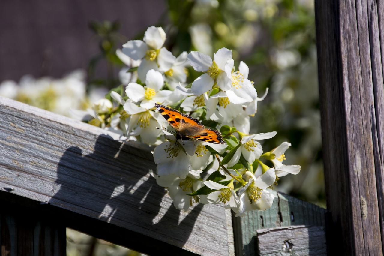 叶子像蝴蝶是什么植物