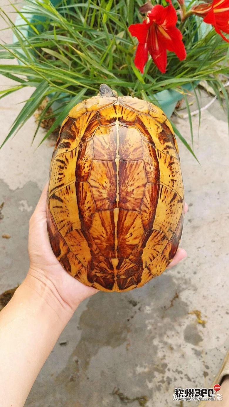 珍珠龟为什么是国龟的颜值担当