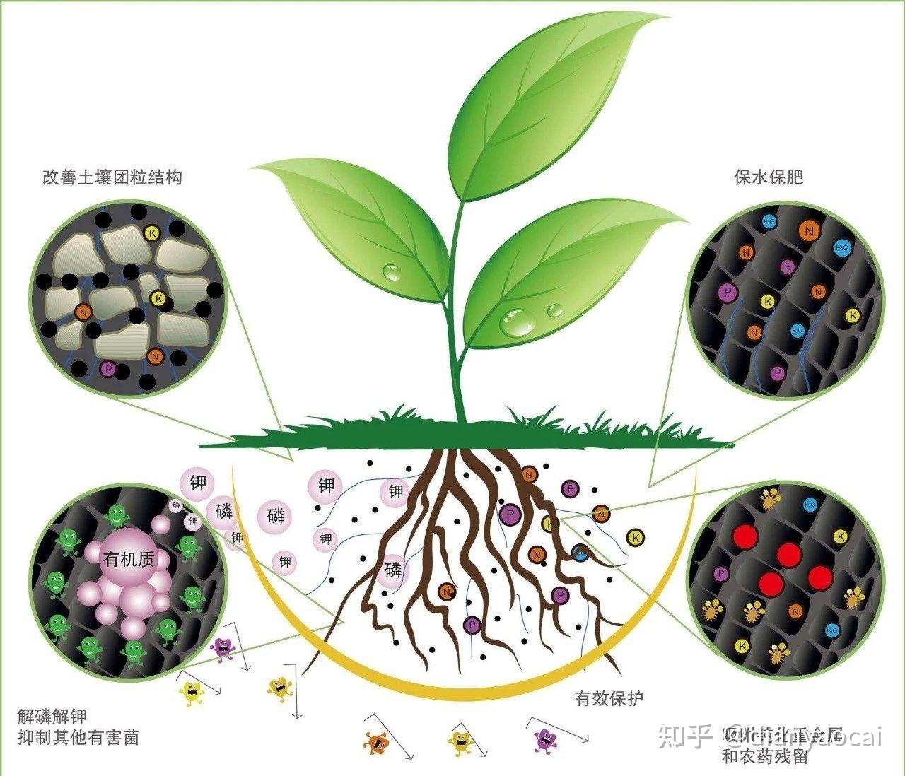 腐植酸微生物对促进土壤可持续生产具有重要意义深度分析