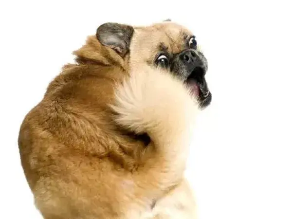 如何养狗 系列147 狗狗自咬症怎么回事