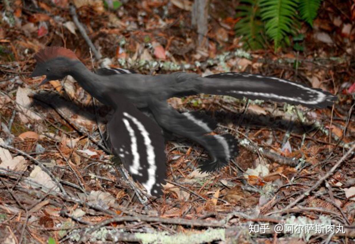 将独立的「鸟纲」置于「恐龙总目-兽脚亚目」的分类下是否合理?