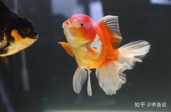 养好金鱼的核心只有这两个 如果你养不好金鱼 检查是否做到位 知乎
