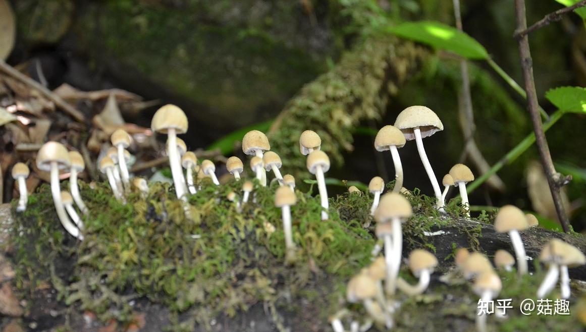 菇趣——辐毛鬼伞 - 知乎
