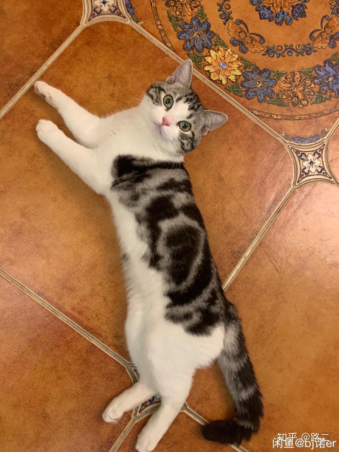 看看我家主子是加白狸花猫吗? - 知乎