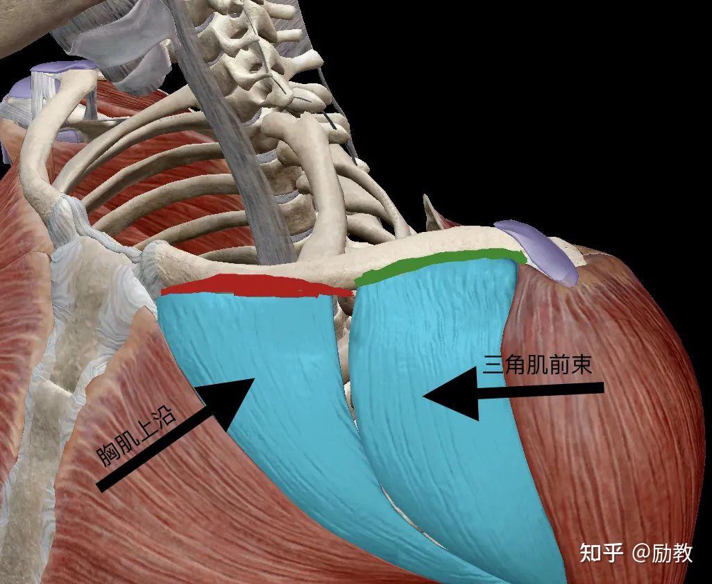 红线代表胸肌上沿和锁骨的结合点;绿线代表三角肌前束和锁骨的结合点
