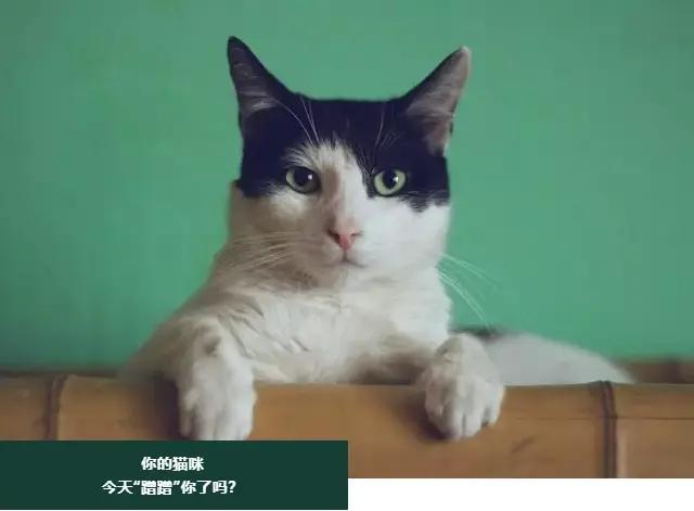 Zeal真致 猫咪爱不爱你 蹭 一下就知道 知乎