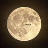 YOLO