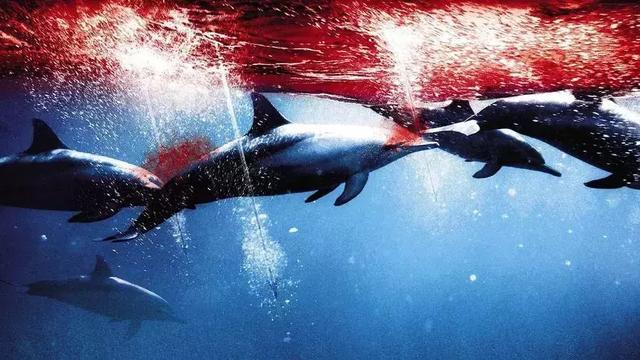 日本作为环保大国,却为何不顾国际社会反对,捕杀鲸鱼? 
