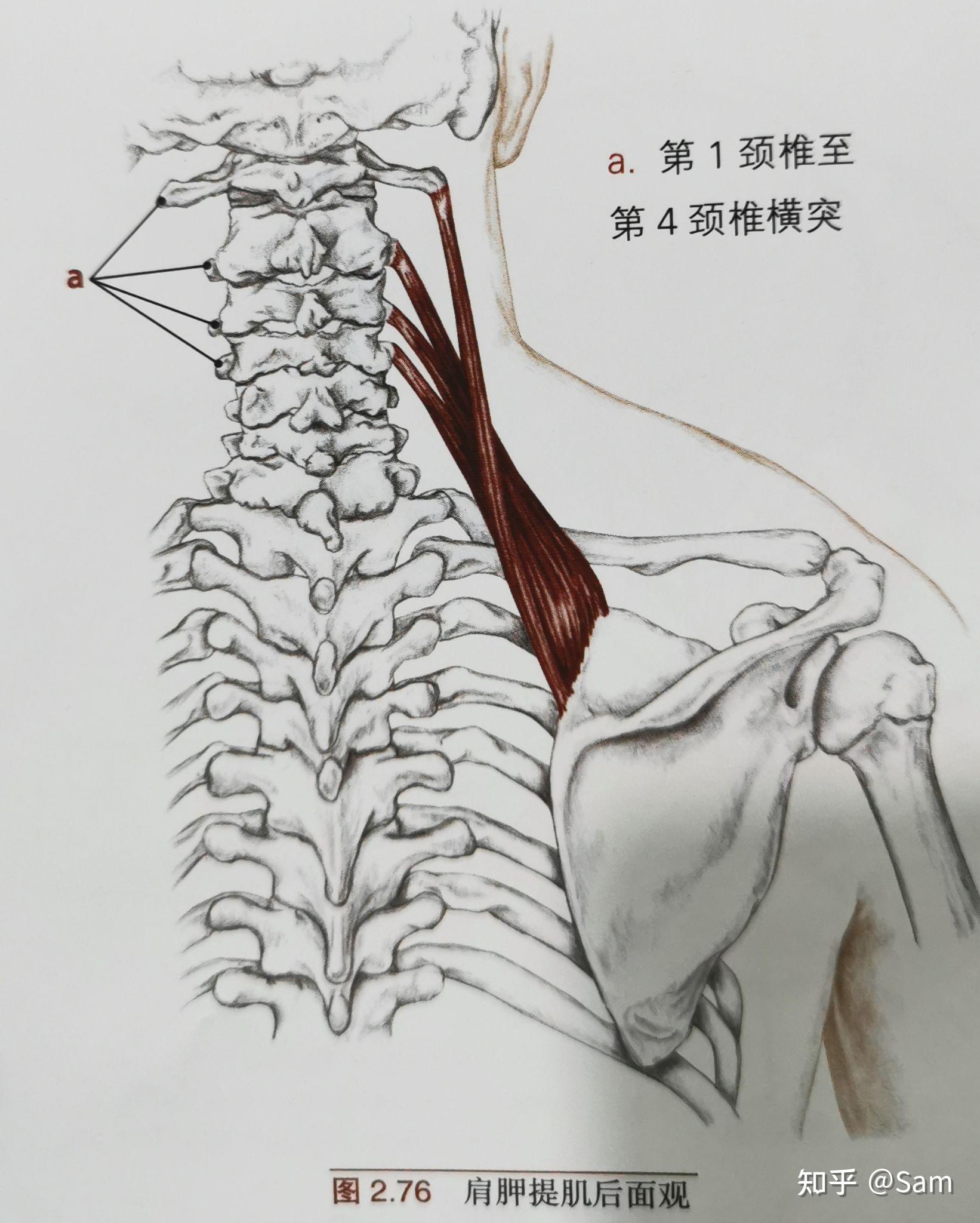 最详细肌肉拉伸教程一：颈部拉伸 - 知乎
