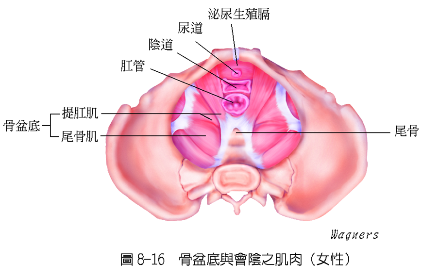 女性骨盆肌肉结构图解图片