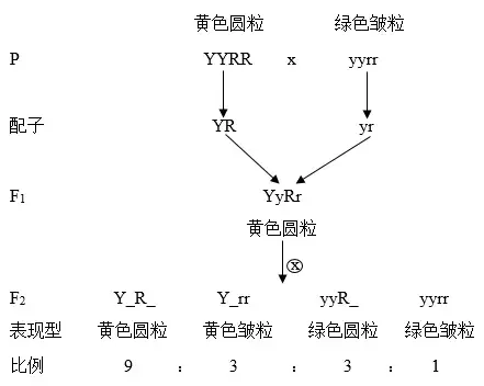 為你聽寫基因的雜勺合定律