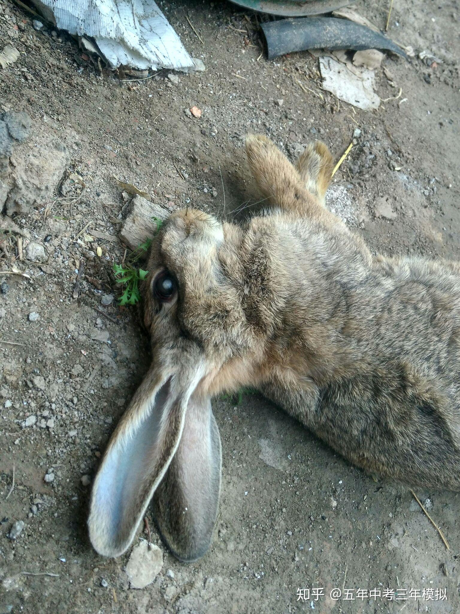 兔子假死状态图片图片