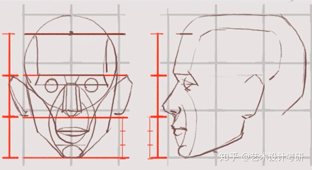 数媒(动画)手绘干货 | 人物头部比例与透视详解 - 知乎