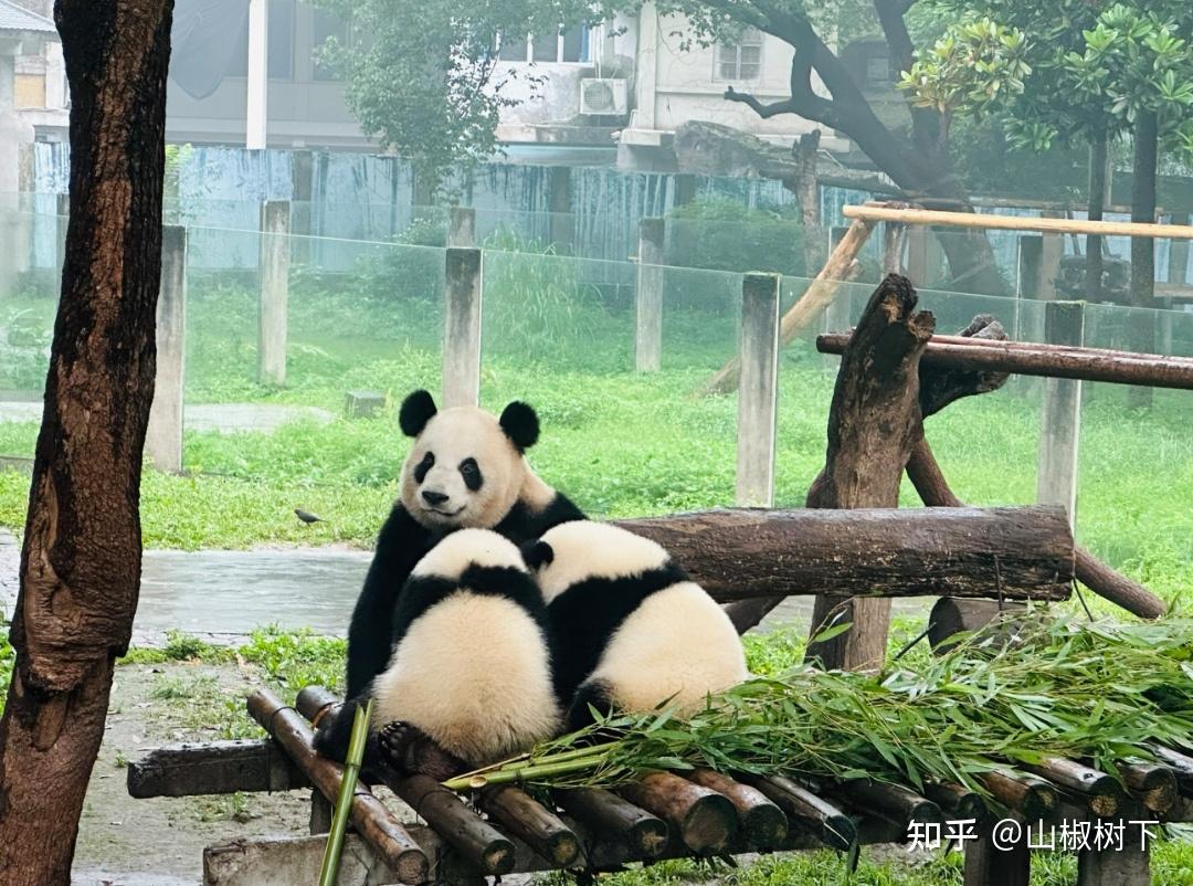 熊猫界妈宝男渝可居然是蔓越煤的儿子，终于知道渝可是遗传谁了 - 知乎