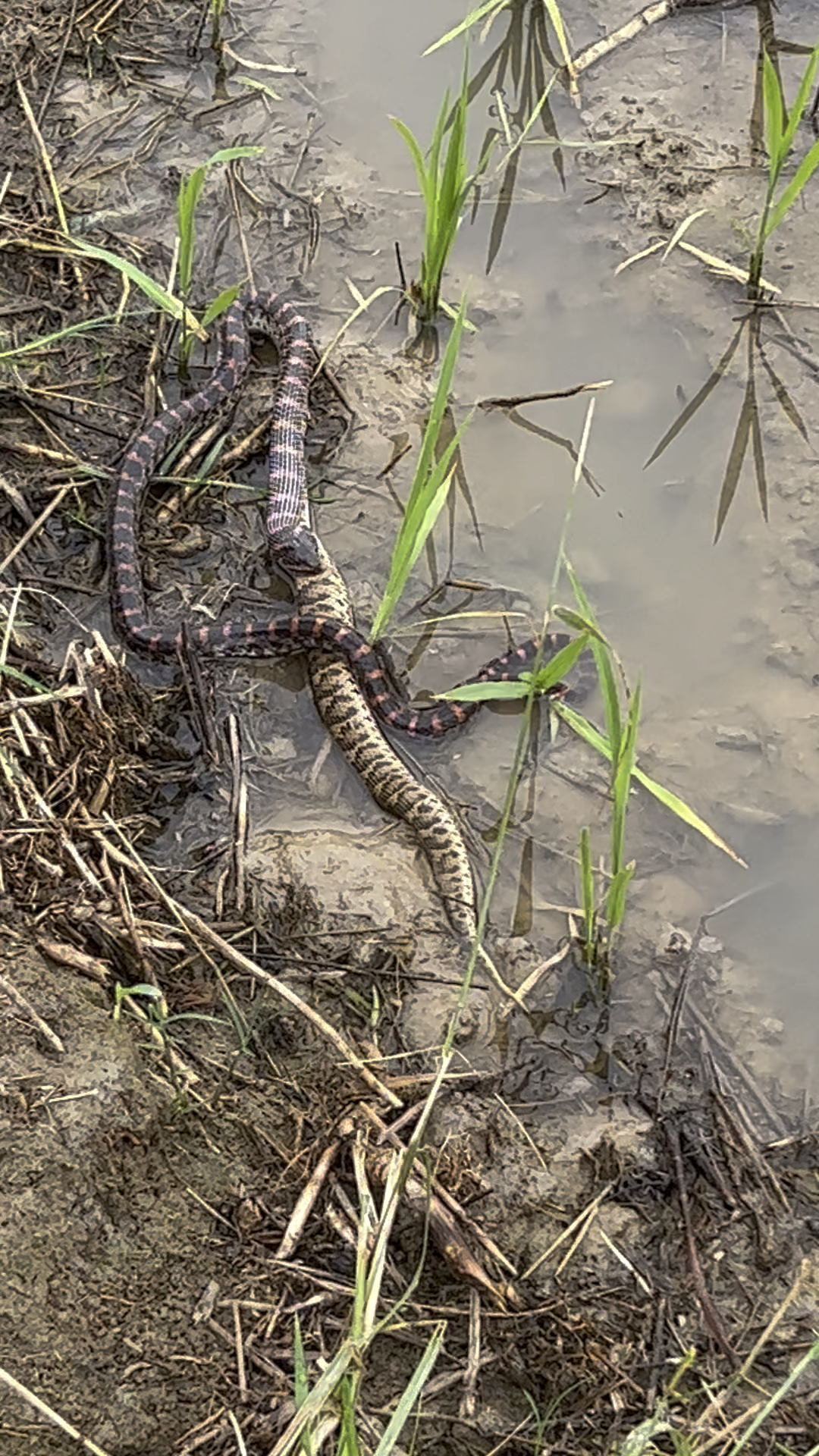 今天在家里逮着一条蛇没有见过想问问这个蛇叫啥名字