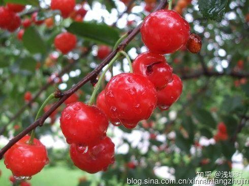 朱槿的果实长什么样子?