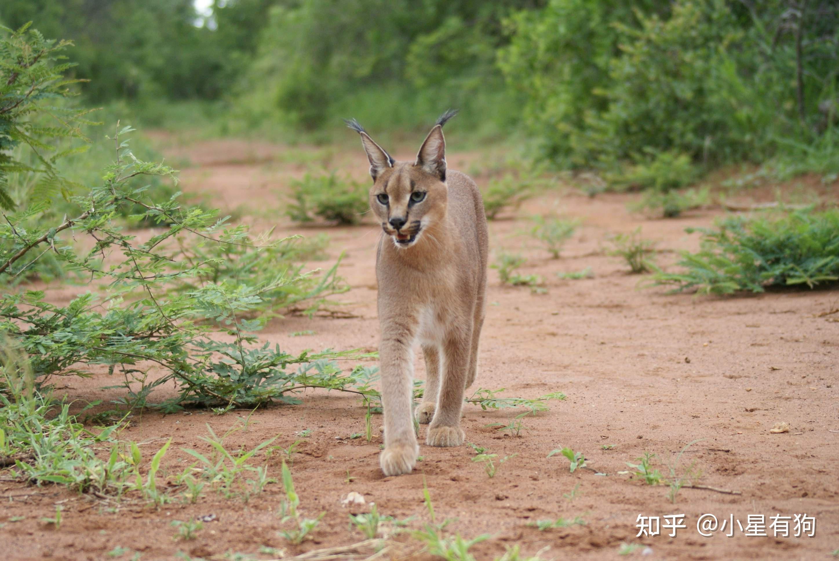 一,飞身捕鸟的假猞猁——狞猫(caracal,学名:caracal caracal)