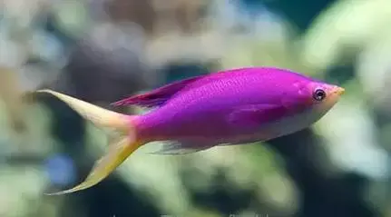 紫色海金鱼科普知识专栏蓝眼海金鱼雄鱼倾向于(  ).