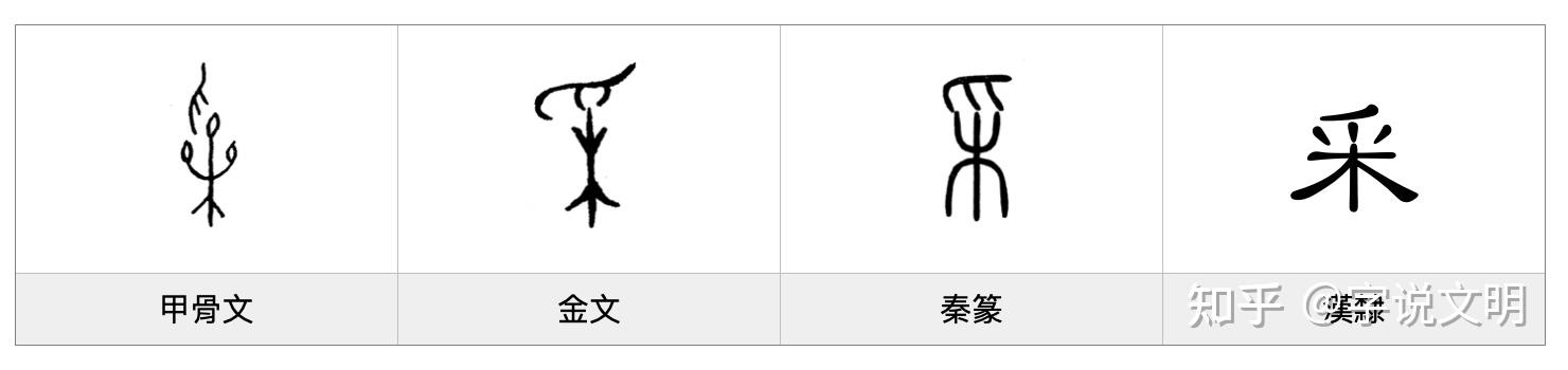 采——每日一字·爪部字 - 知乎