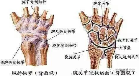 腕关节扭伤:腕关节扭伤主要是腕关节的韧带以及相关肌腱损伤