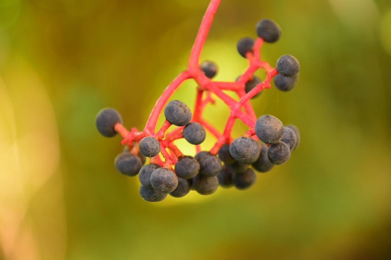 3. 白花黄心特性