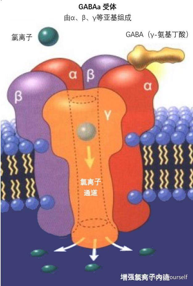 氮卓类药物,乙醇,巴比妥类药物在gaba受体上作用位点安眠药药物动力学