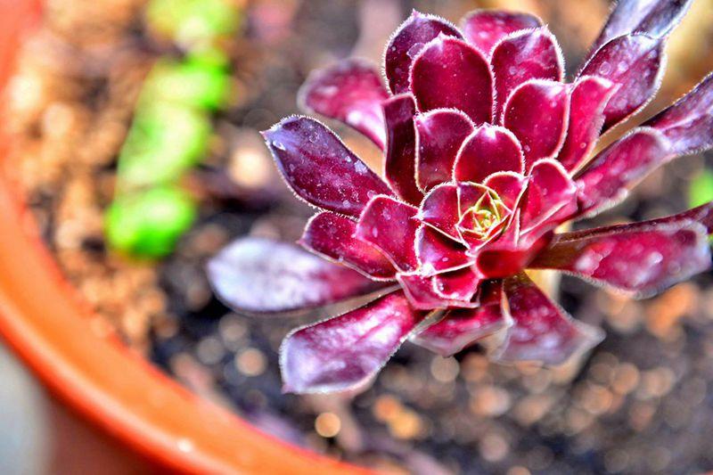 夏天多肉植物生长吗 知乎