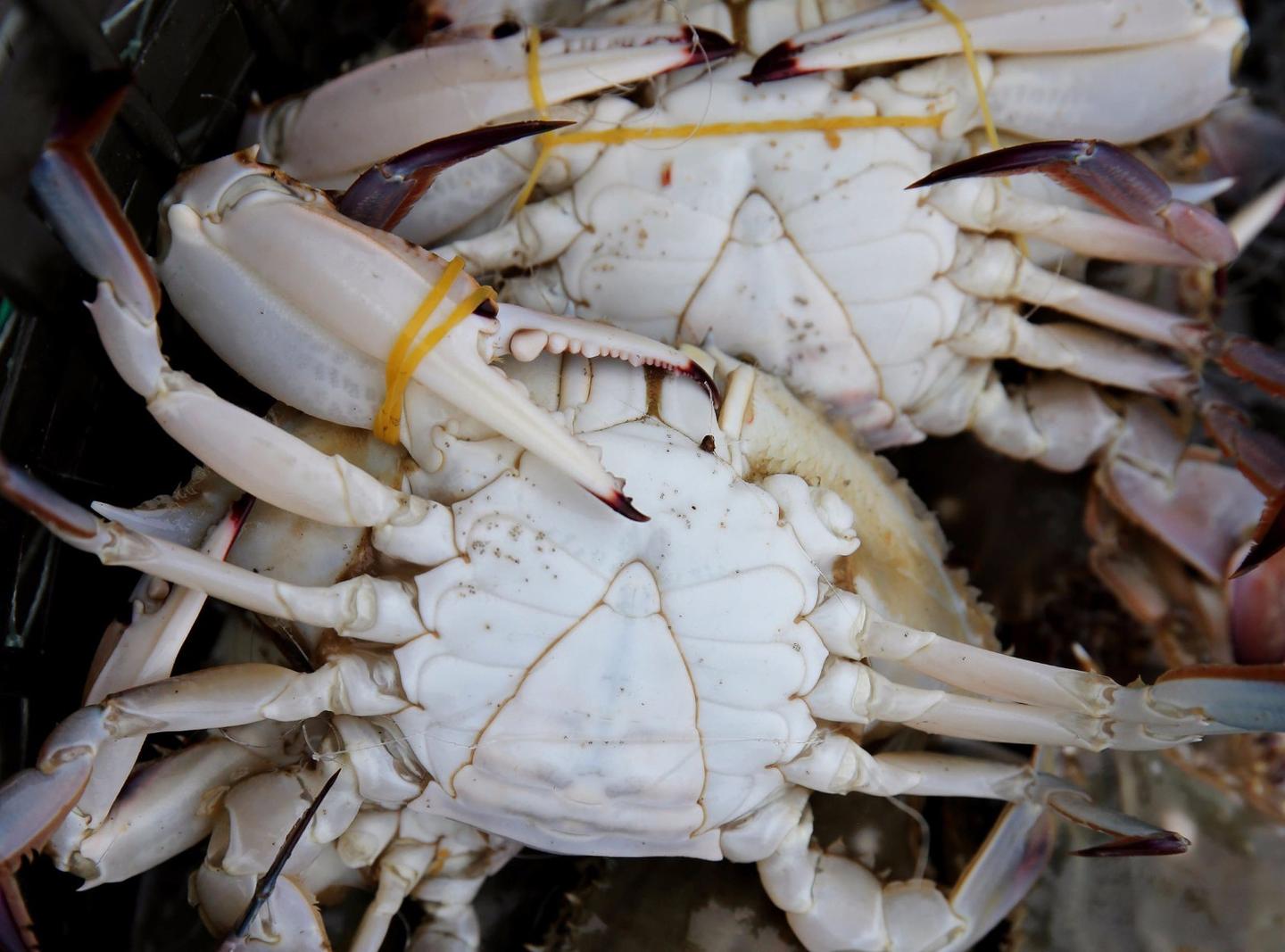 独家访谈顶级梭子蟹 从舟山深海到上海大都市 我的幸福蟹生 知乎