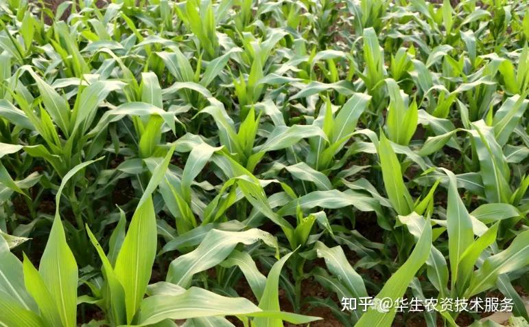 各地玉米播种时间表！什么时候播种才最好？种对产量 …