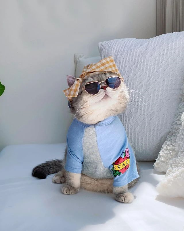 全世界最时尚的猫又飒又酷潮出圈网友喵界吴亦凡