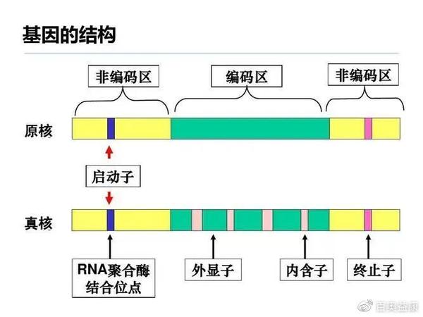 科普讲堂 | 分分钟教会你基因结构知识 - 知乎