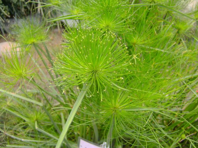 水生植物埃及莎草