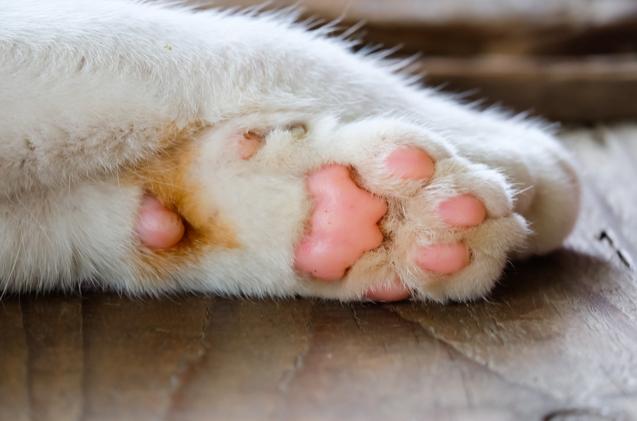 肉垫除了萌还有什么作用 关于猫jio的8个冷知识 知乎 肉垫除了萌还有什么作用 关于猫jio的8个冷知识 知乎